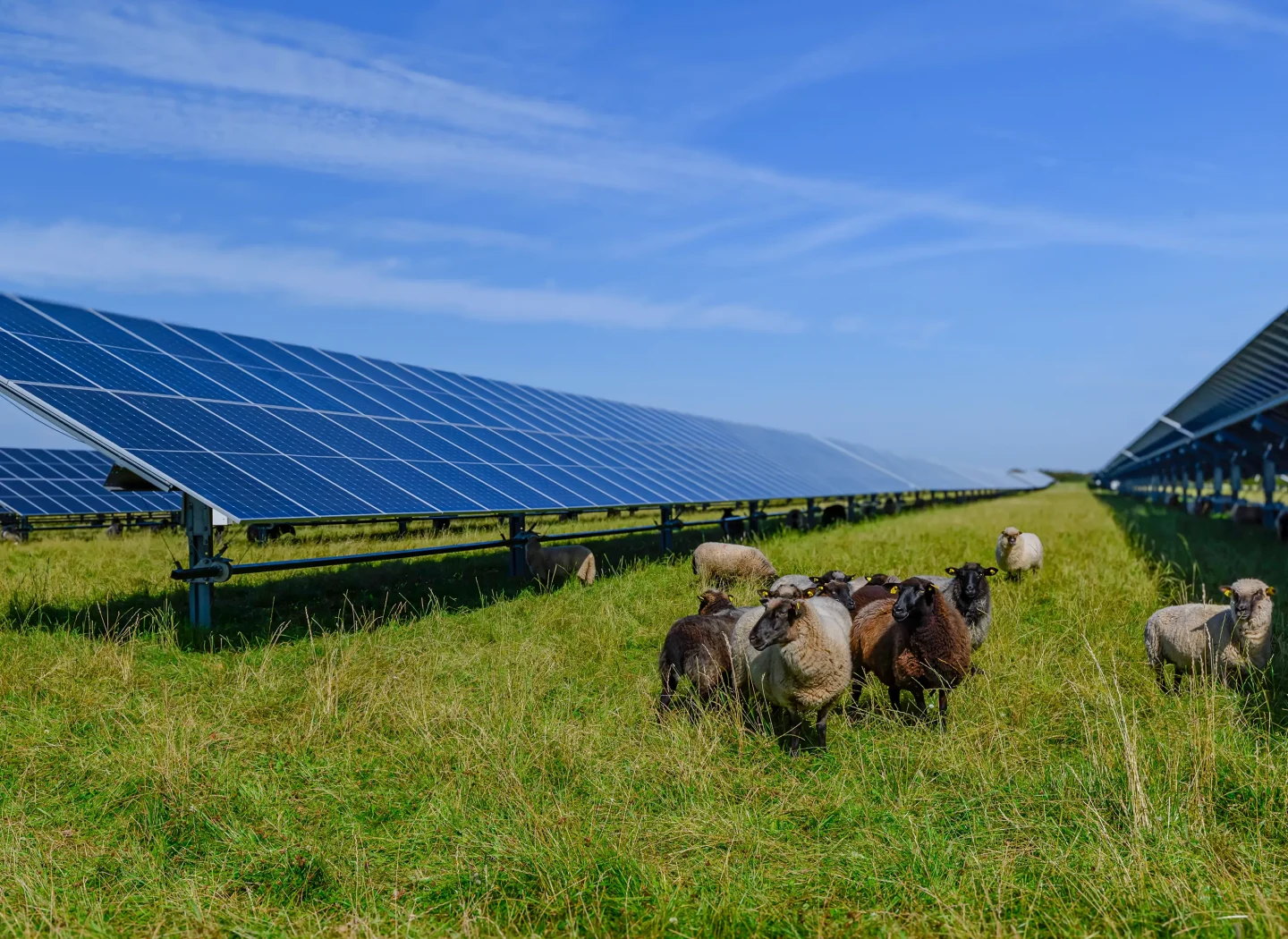 Grande impianto agrivoltaico Espe